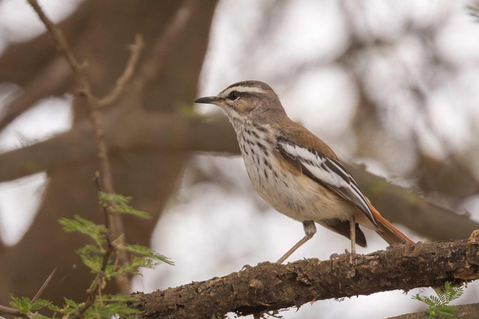 image White-browed Scrub-Robin